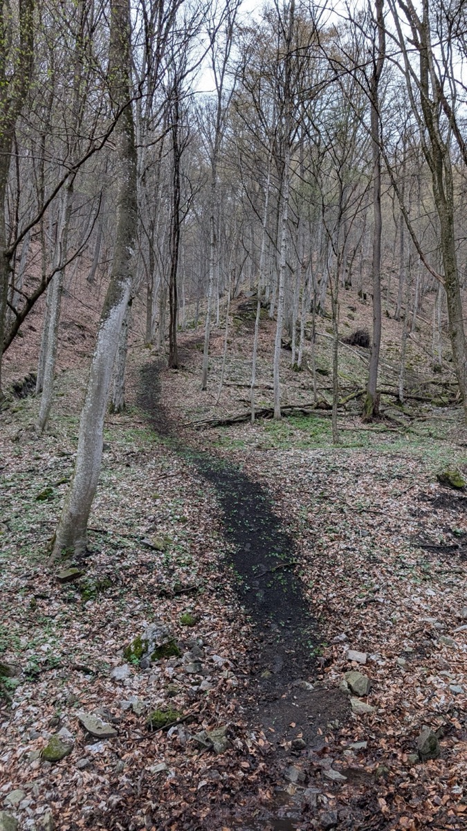 Disorder ZenZero trail